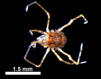 Media type: image; Invertebrate Zoology 131275